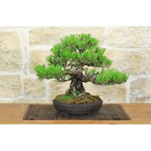1 - Bonsai di Pino Nero Thunbergii (91)