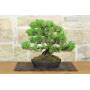 2 - Bonsai di Pino Nero Thunbergii (91)