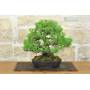 3 - Bonsai di Pino Nero Thunbergii (91)