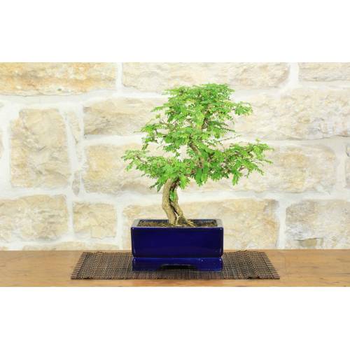 1 - Bonsai di Sesbania (8)
