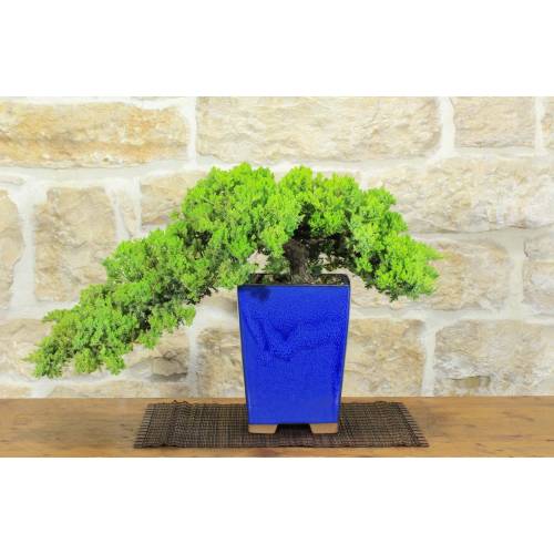 1 - Bonsai di Ginepro Procumbens (25)