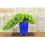 1 - Bonsai di Ginepro Procumbens (25)