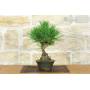 2 - Bonsai di Pino Nero Thunbergii (92)