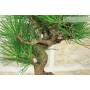 6 - Bonsai di Pino Nero Thunbergii (92)