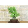 3 - Lentisco Bonsai (68)