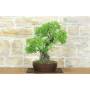 4 - Lentisco Bonsai (68)