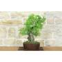 5 - Lentisco Bonsai (68)