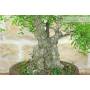 6 - Lentisco Bonsai (68)