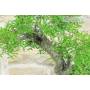 7 - Lentisco Bonsai (68)