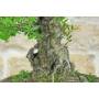 9 - Lentisco Bonsai (68)