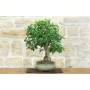 3 - Mulberry Bonsai (62)