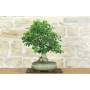 4 - Mulberry Bonsai (62)