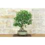 5 - Mulberry Bonsai (62)