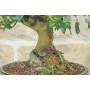 6 - Mulberry Bonsai (62)