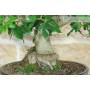 7 - Mulberry Bonsai (62)