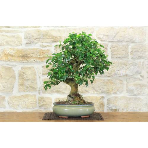 Bonsai di Gelso (62)