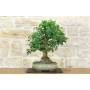 Mulberry Bonsai (62)
