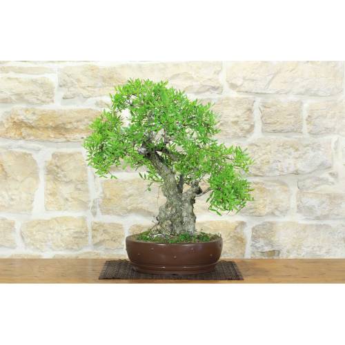 Lentisco Bonsai (68)