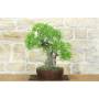 Lentisco Bonsai (68)