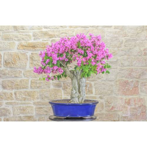 Bougainvillea Sanderiana Bonsai (131)