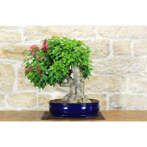 Bougainvillée Spectabilis bonsai (132)