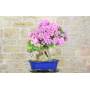 1 - Bonsai di Bougainvillea Sanderiana (141)