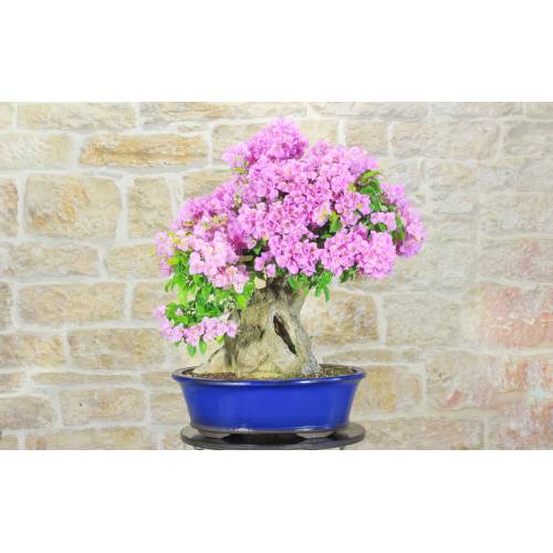1 - Bonsai di Bougainvillea Sanderiana (141)