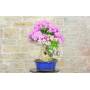 4 - Bonsai di Bougainvillea Sanderiana (141)