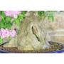 5 - Bonsai di Bougainvillea Sanderiana (141)