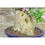 8 - Bonsai di Bougainvillea Sanderiana (141)