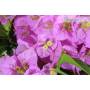 9 - Bonsai di Bougainvillea Sanderiana (141)