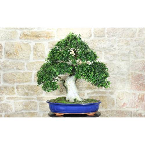 Zelkova Parvifolia bonsai (80)