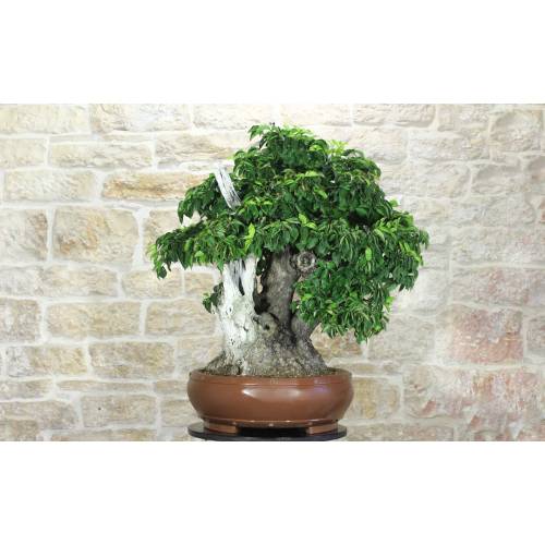 Bonsai di Corniolo Selvatico (99)