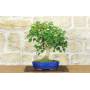 1 - Bonsai di Acero Tridente (36)
