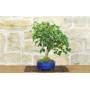 2 - Bonsai di Acero Tridente (36)