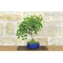 4 - Bonsai di Acero Tridente (36)