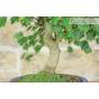 5 - Bonsai di Acero Tridente (36)