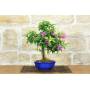 1 - Bonsai di Bougainvillea Sanderiana (142)