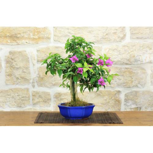 1 - Bonsai di Bougainvillea Sanderiana (142)