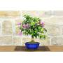 2 - Bonsai di Bougainvillea Sanderiana (142)