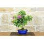 3 - Bonsai di Bougainvillea Sanderiana (142)