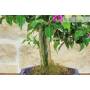 5 - Bonsai di Bougainvillea Sanderiana (142)