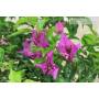 7 - Bonsai di Bougainvillea Sanderiana (142)