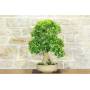 1 - Bonsai di Durantha (14)