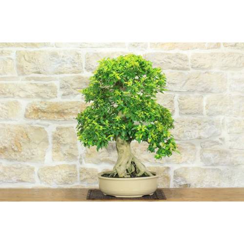 1 - Bonsai di Durantha (14)