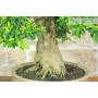 6 - Bonsai di Durantha (14)