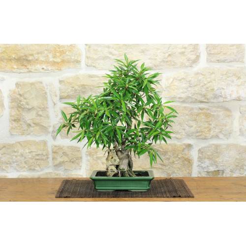 1 - Bonsai di Ficus Neriifolia (12)