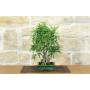 2 - Bonsai di Ficus Neriifolia (12)