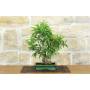 3 - Bonsai di Ficus Neriifolia (12)