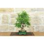 4 - Bonsai di Ficus Neriifolia (12)